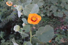 Abutilon hirtum